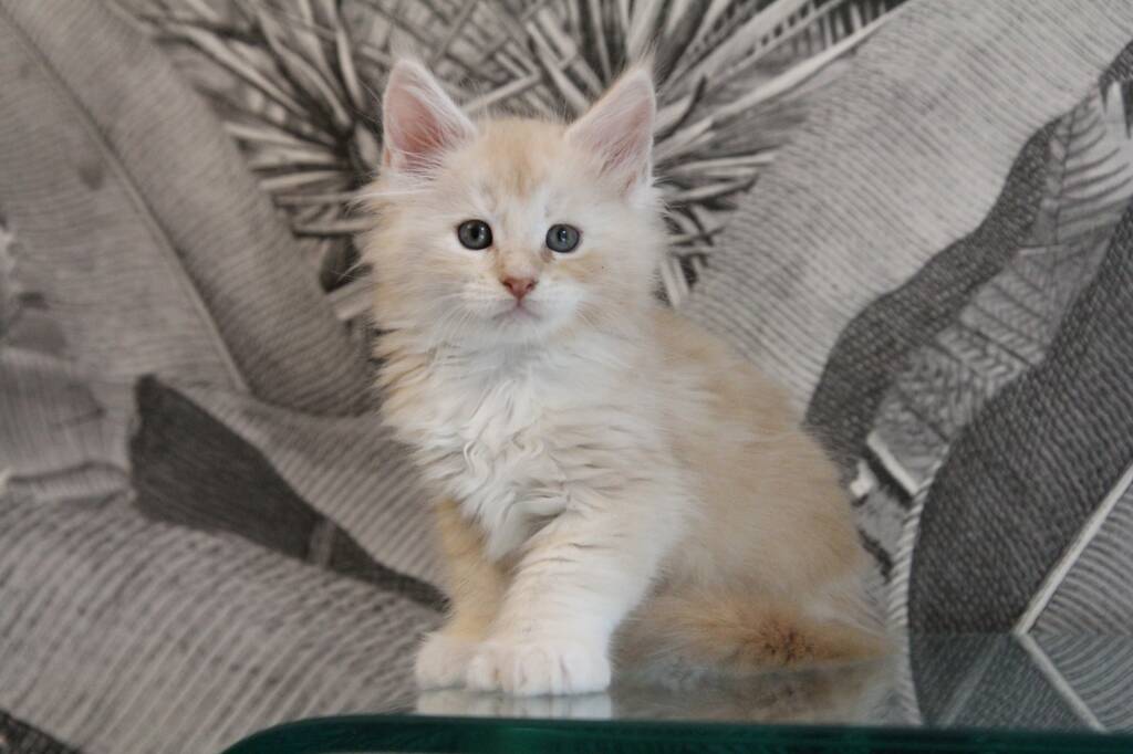 chaton maine coon polydactyle