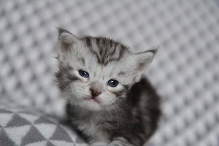 chaton maine coon